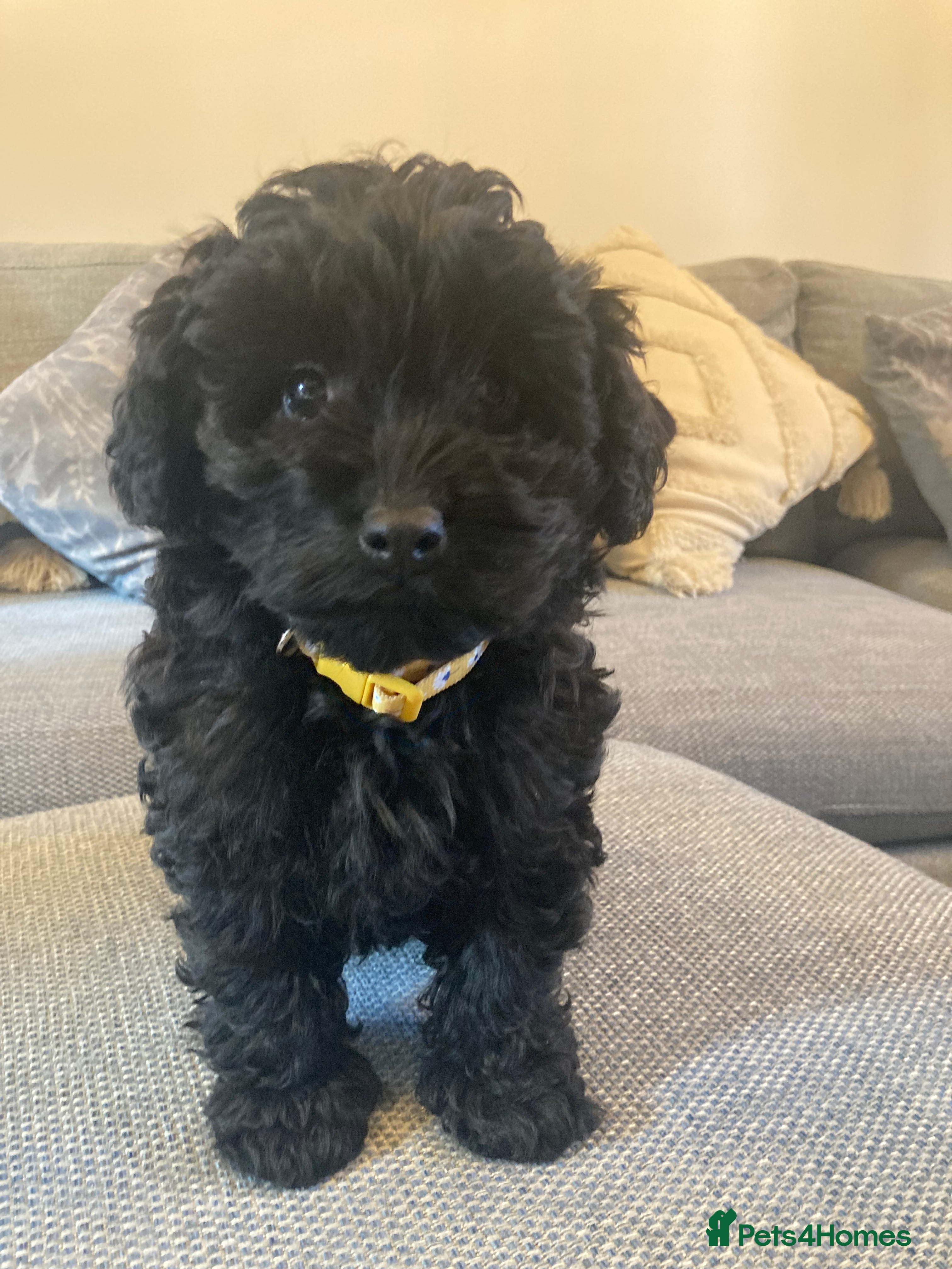 Cavapoo dogs F1b cavapoo gorgeous girl  - Advert 1