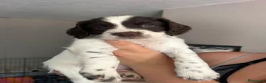 Sprocker 1