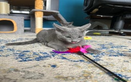 Russian Blue cats for sale: Russian blue kittens GCCF registered  - Image 12