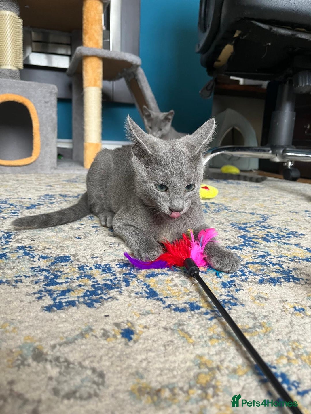 Russian Blue cats for sale: Russian blue kittens GCCF registered  - Image 12