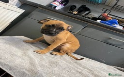 Staffordshire Bull Terrier dogs for sale: Beautiful Staffy pups  in Shrewsbury - Image 14