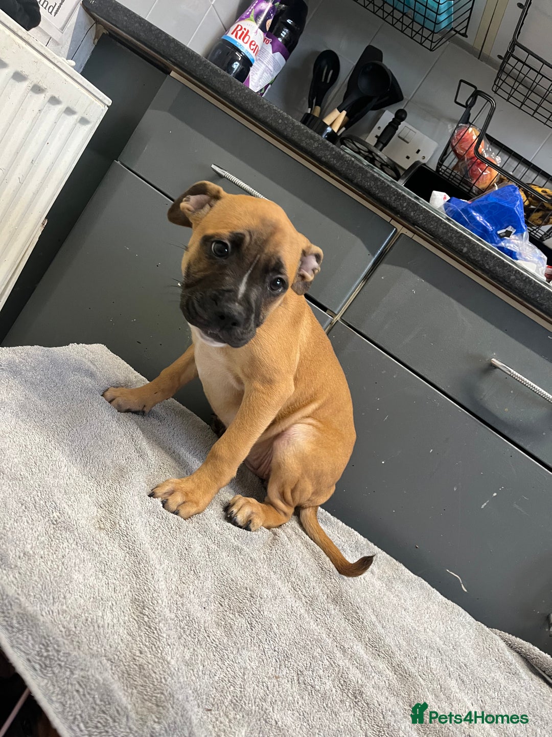 Staffordshire Bull Terrier dogs for sale: Beautiful Staffy pups  in Shrewsbury - Image 14