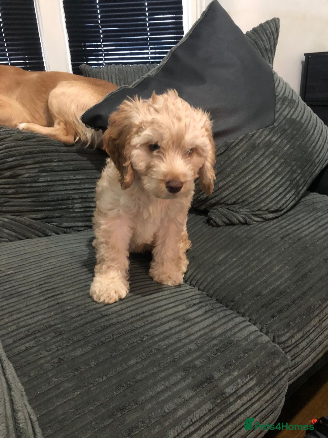 Cockapoo dogs for sale: Cockapoo  - Image 4