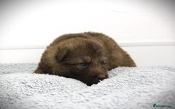 German Shepherd dogs for sale: GORGEAOUS K/C Registered German Shepherd puppies - Image 8