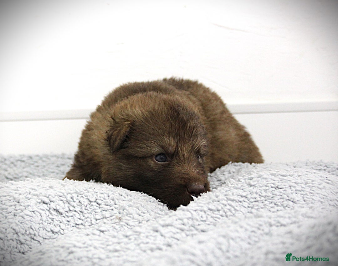 German Shepherd dogs for sale: GORGEAOUS K/C Registered German Shepherd puppies - Image 8