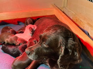 Mixed Breed dogs for sale - Advert 1