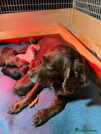 Mixed Breed dogs - Advert 1