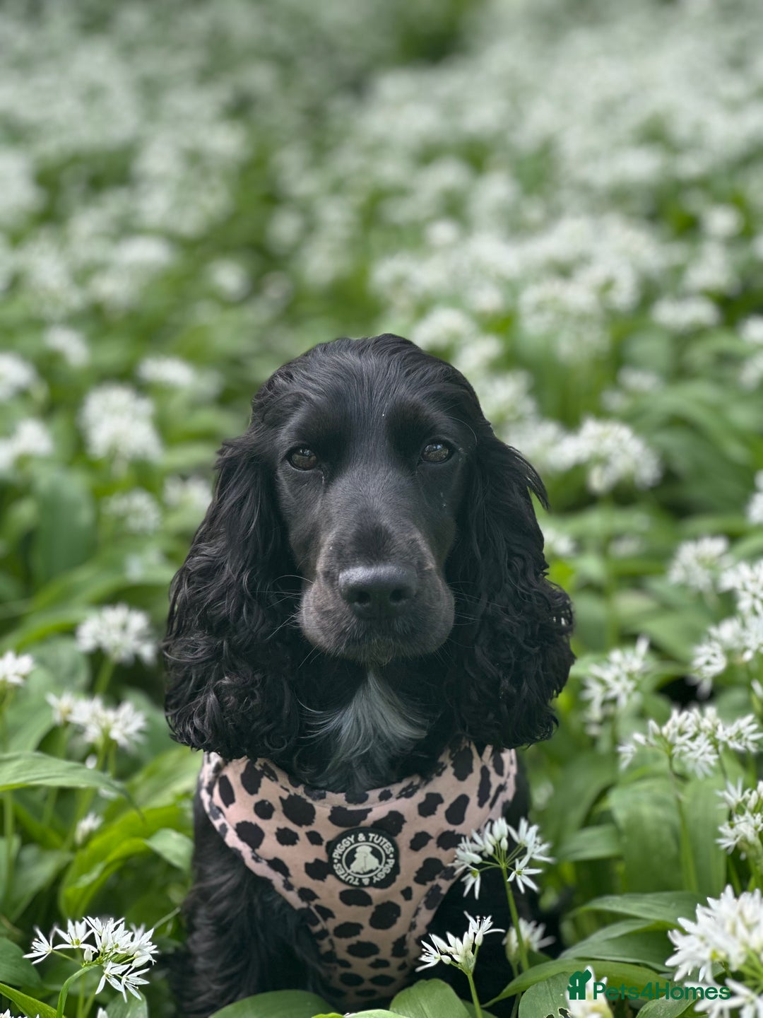Cocker Spaniel dogs for sale: KC cocker spaniel  - Advert 5