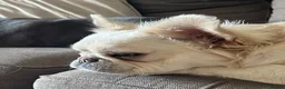 French Bulldog dogs for sale: Full visual fluffy frenchies  - Advert 2