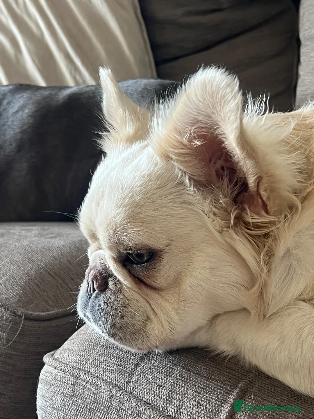 French Bulldog dogs for sale: Full visual fluffy frenchies  - Advert 2