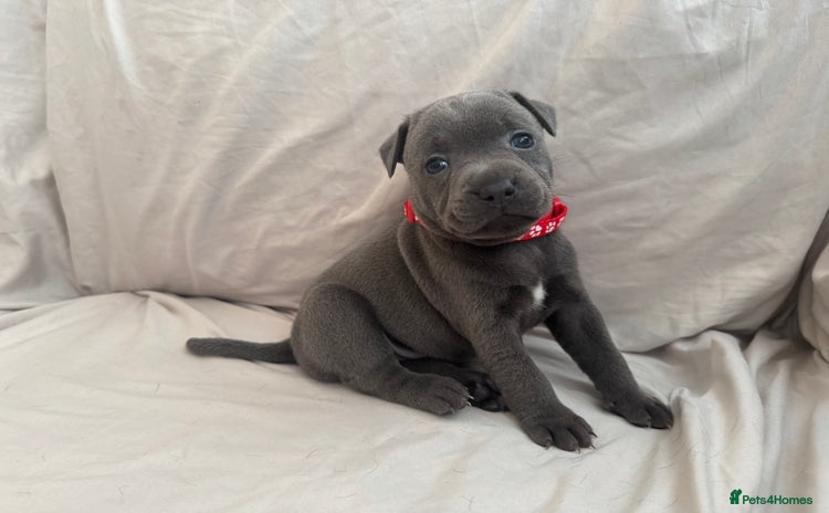 Staffordshire Bull Terrier dogs - Advert 5
