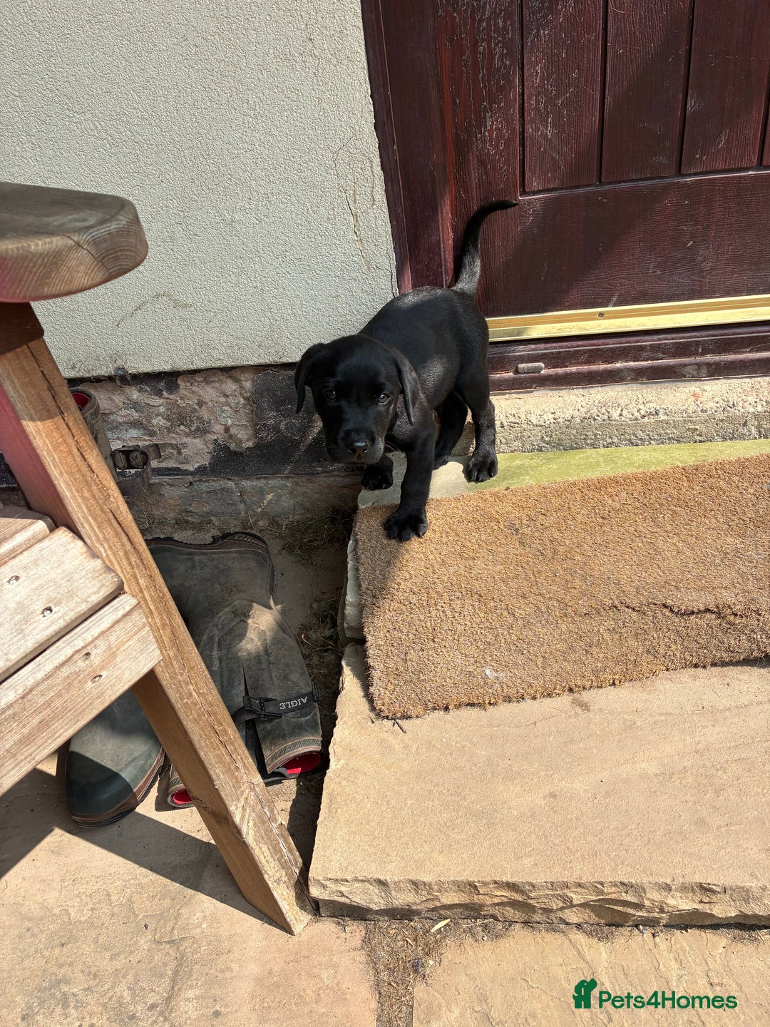 Labrador Retriever dogs for sale: Gorgeous boy looking for forever home - Image 3
