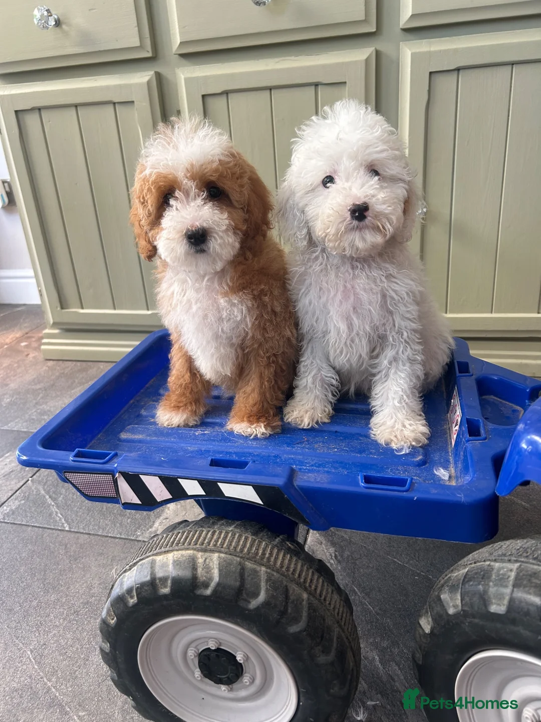 Cavapoo dogs for sale: Multigenerational Australian labradoodle cavapoo  - Advert 1
