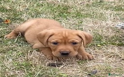 Labrador Retriever dogs for sale: Gorgeous Labrador puppies for sale - Image 28