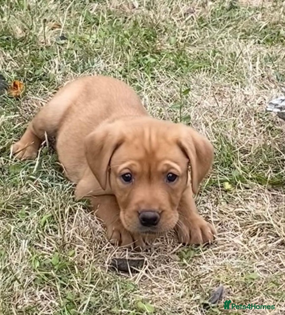 Labrador Retriever dogs for sale: Gorgeous Labrador puppies for sale - Image 28