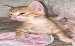 Mixed Breed cats for sale: 2 beautiful kittens for sale - Advert 3