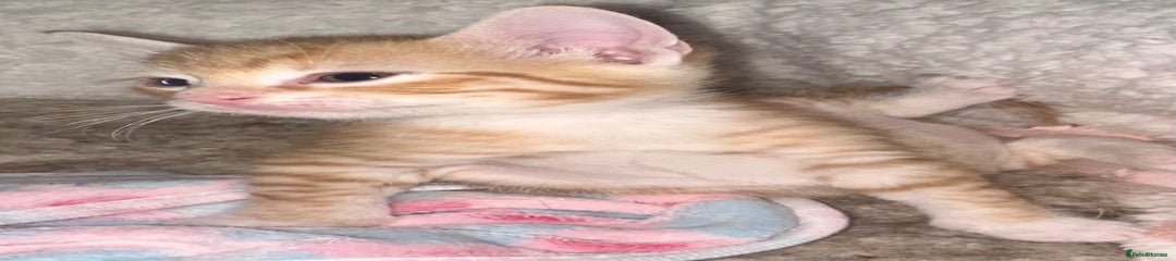 Mixed Breed Kitten 1