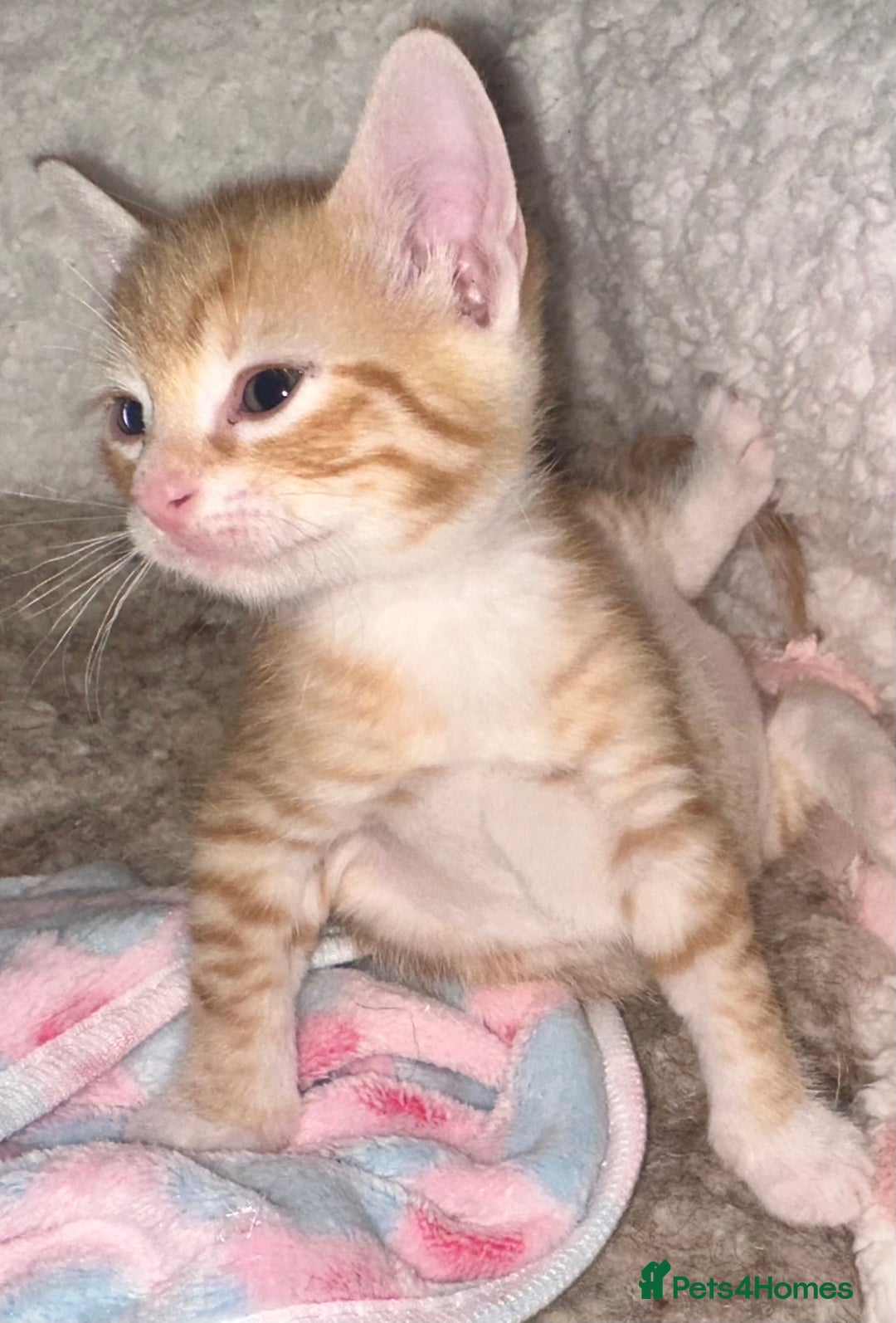 Mixed Breed cats for sale: 2 beautiful kittens for sale - Advert 3