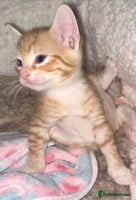 Mixed Breed cats 2 beautiful kittens for sale - Advert 10