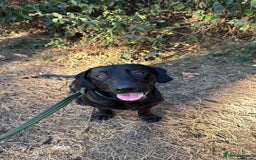 Labrador Retriever dogs for sale: Labrador male - 8 months  - Image 2