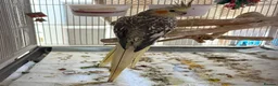 Cockatiels birds for sale: Female 3 yrs cockatiel  in Peterborough - Advert 1