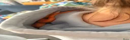 Corn Snake reptiles for sale: Fire Stripe Cornsnake - Advert 2