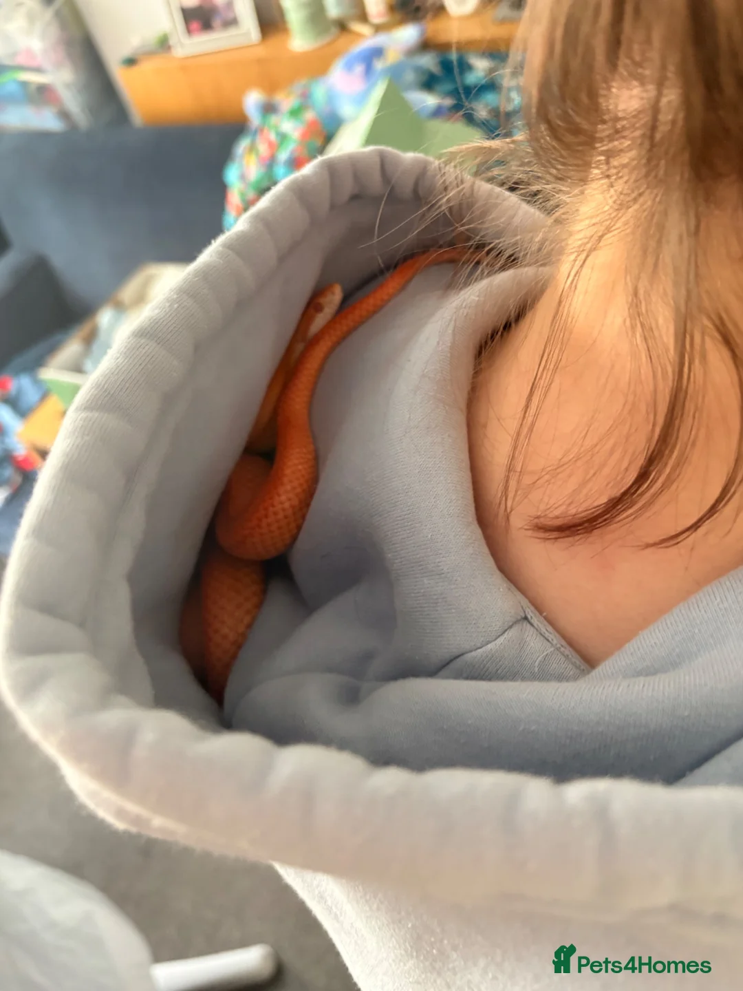 Corn Snake reptiles for sale: Fire Stripe Cornsnake - Advert 2