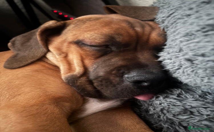 Cane Corso dogs - Advert 1