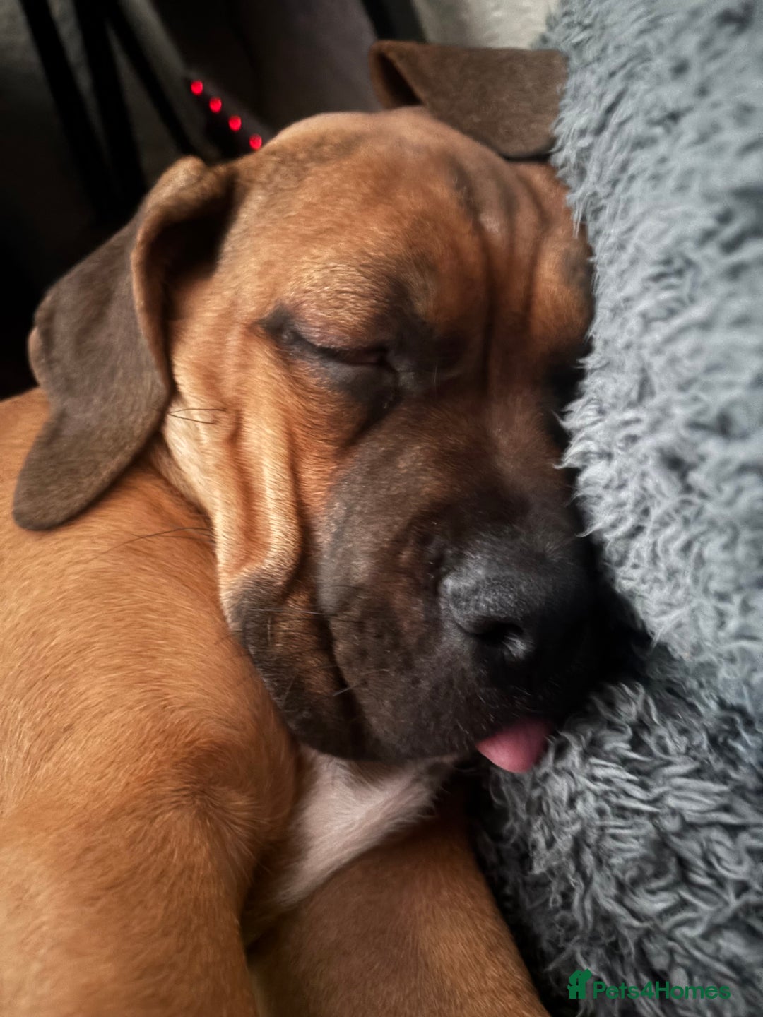Cane Corso dogs for sale: Cane corso puppy - Image 1