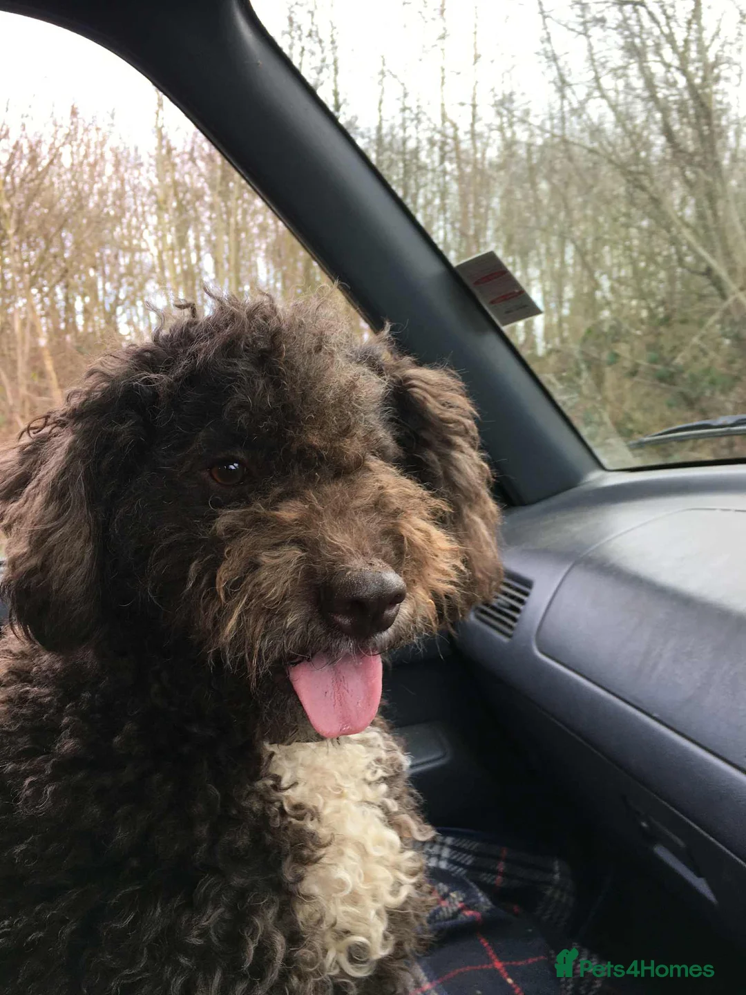 Lagotto Romagnolo dogs for sale: Three wonderful Lagotto pups available now - Advert 31
