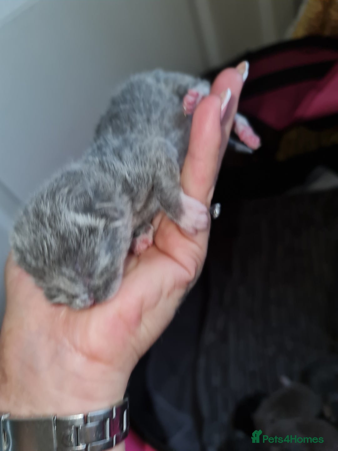 Ragdoll cats for sale: Seal mitted ragdoll/lilac bsh mix - Image 7