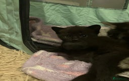 Mixed Breed cats for sale: Bombay Kittens  - Image 10