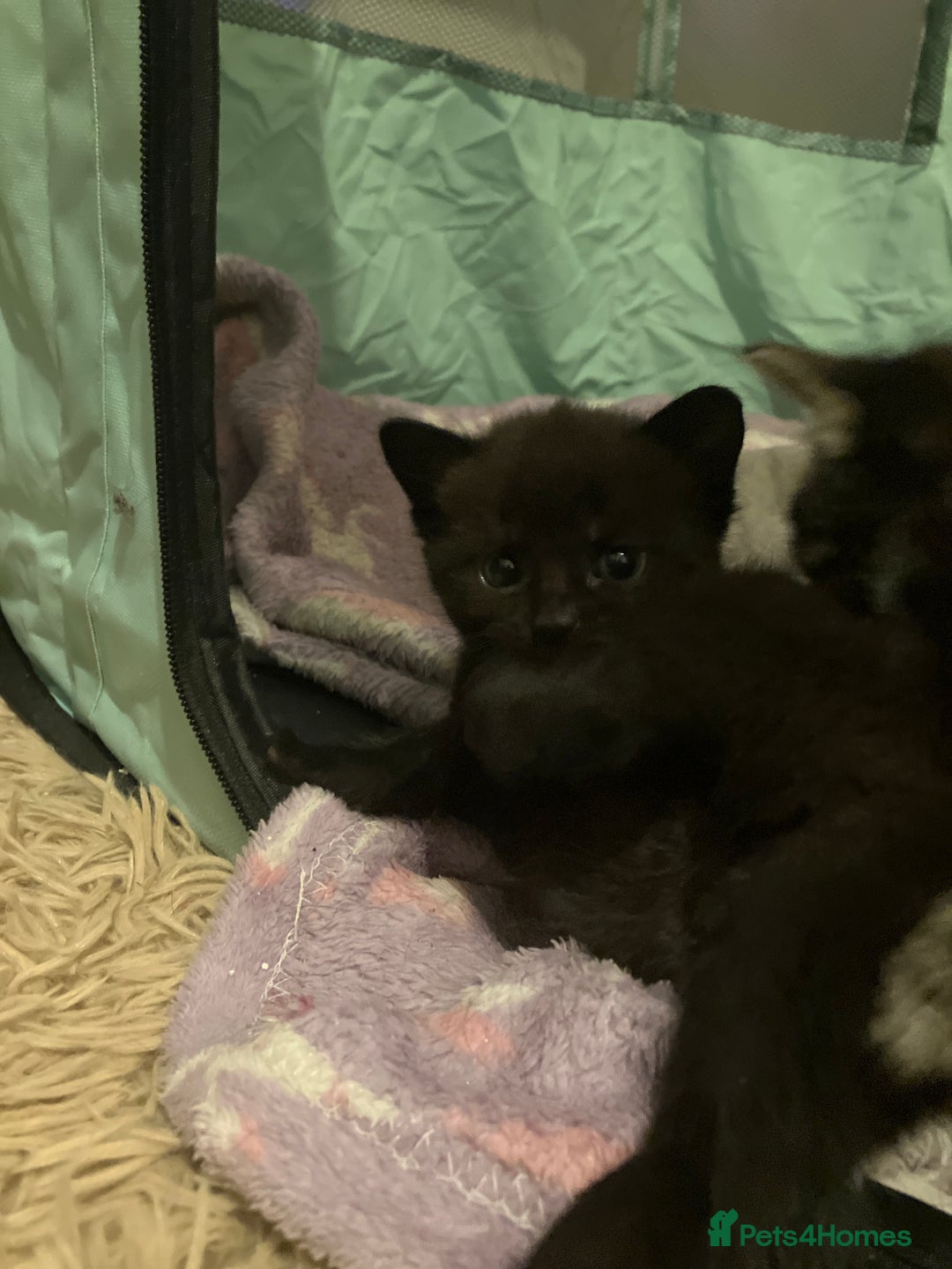 Mixed Breed cats for sale: Bombay Kittens  - Image 10