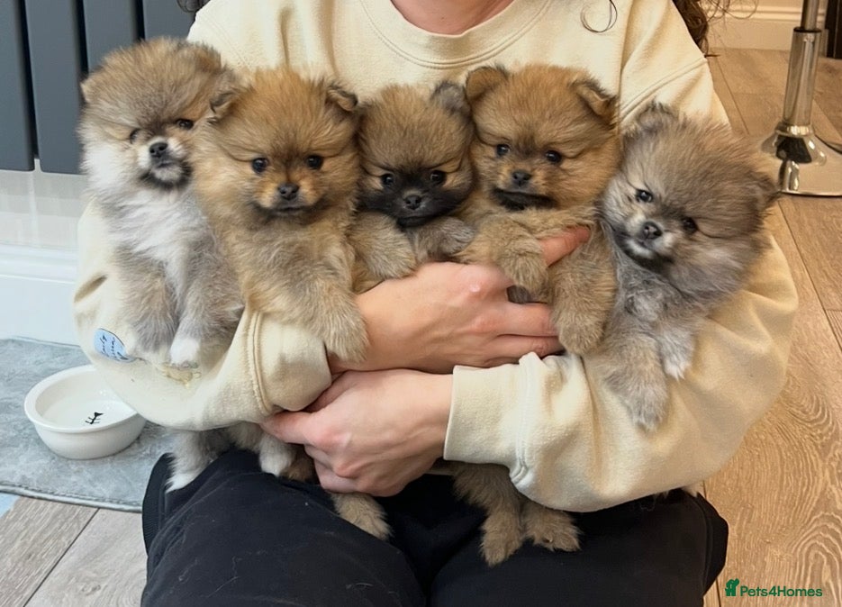 Pomeranian dogs 5 gorgeous Pomeranian puppies - Advert 1