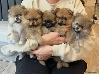 Pomeranian dogs 5 gorgeous Pomeranian puppies - Advert 4