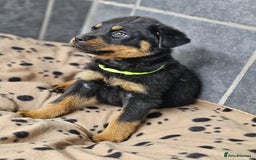 Rottweiler dogs for sale: Stunning Rottweiler puppys - Image 14
