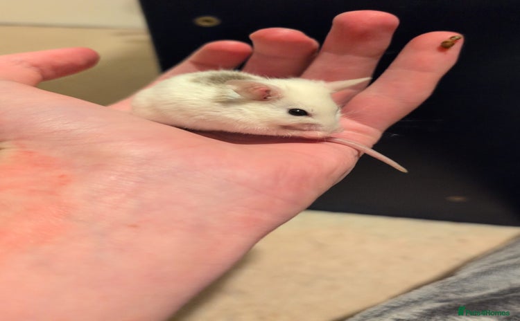 Mouse rodents - Advert 4