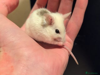 Mouse rodents Super tame handled African soft fur mice - Advert 15