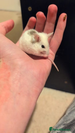 Mouse rodents - Advert 3