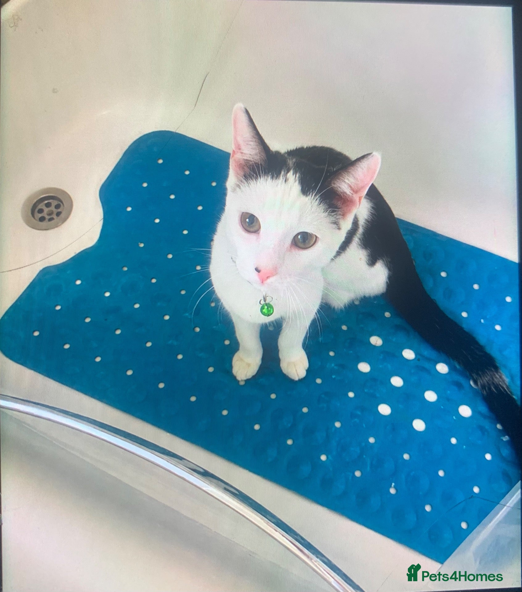 Domestic Shorthair cats Kitten! (Indoor cat!) - Advert 1