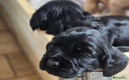 Cocker Spaniel dogs for sale: Cocker spaniel - Image 4
