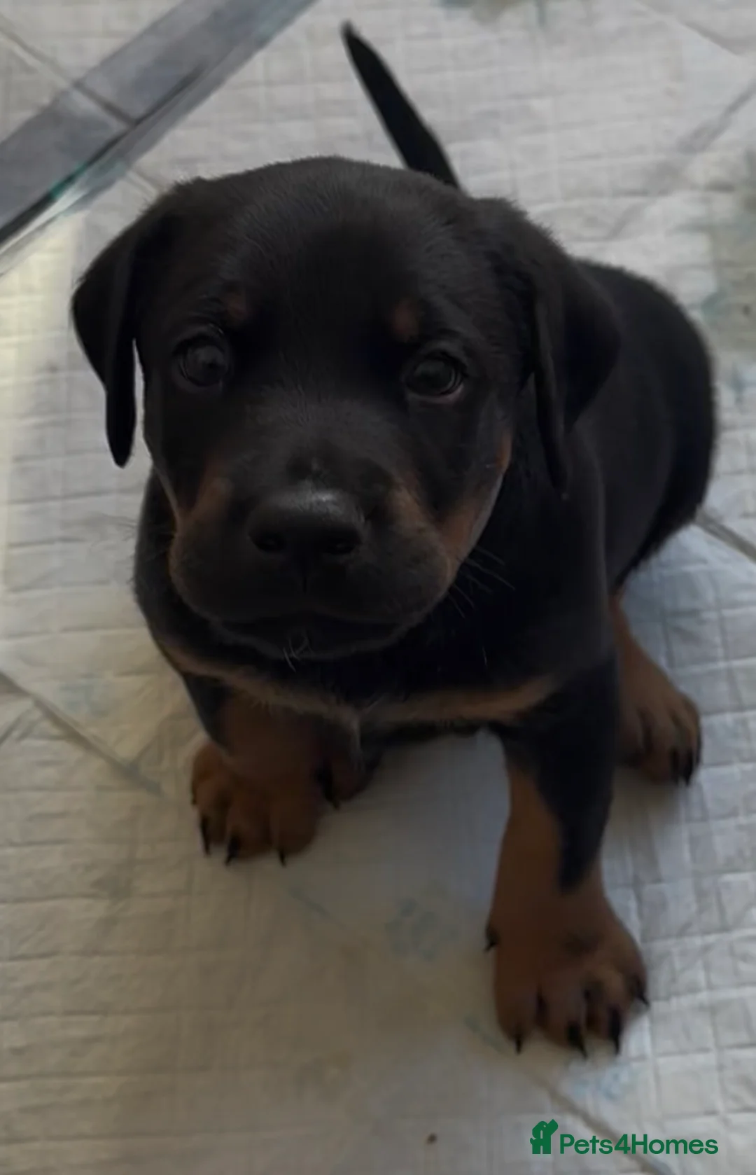 Dobermann dogs for sale: Doberman puppies  in Sunderland - Advert 1