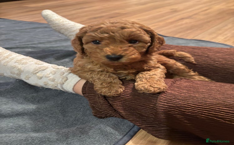 Mixed Breed dogs - Advert 2