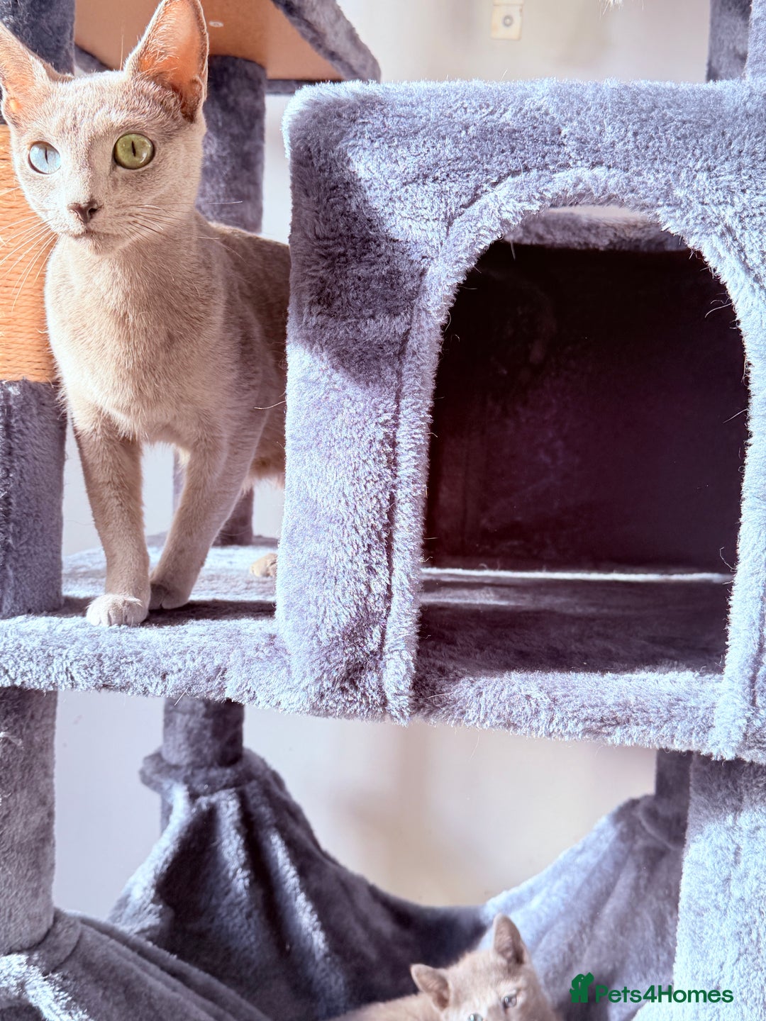 Russian Blue cats for sale: TICA Registered Russian Blue to a good home 🏡 - Advert 4