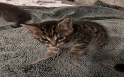 Mixed Breed cats for sale: 7 Gorgeous mixed kittens - Image 9