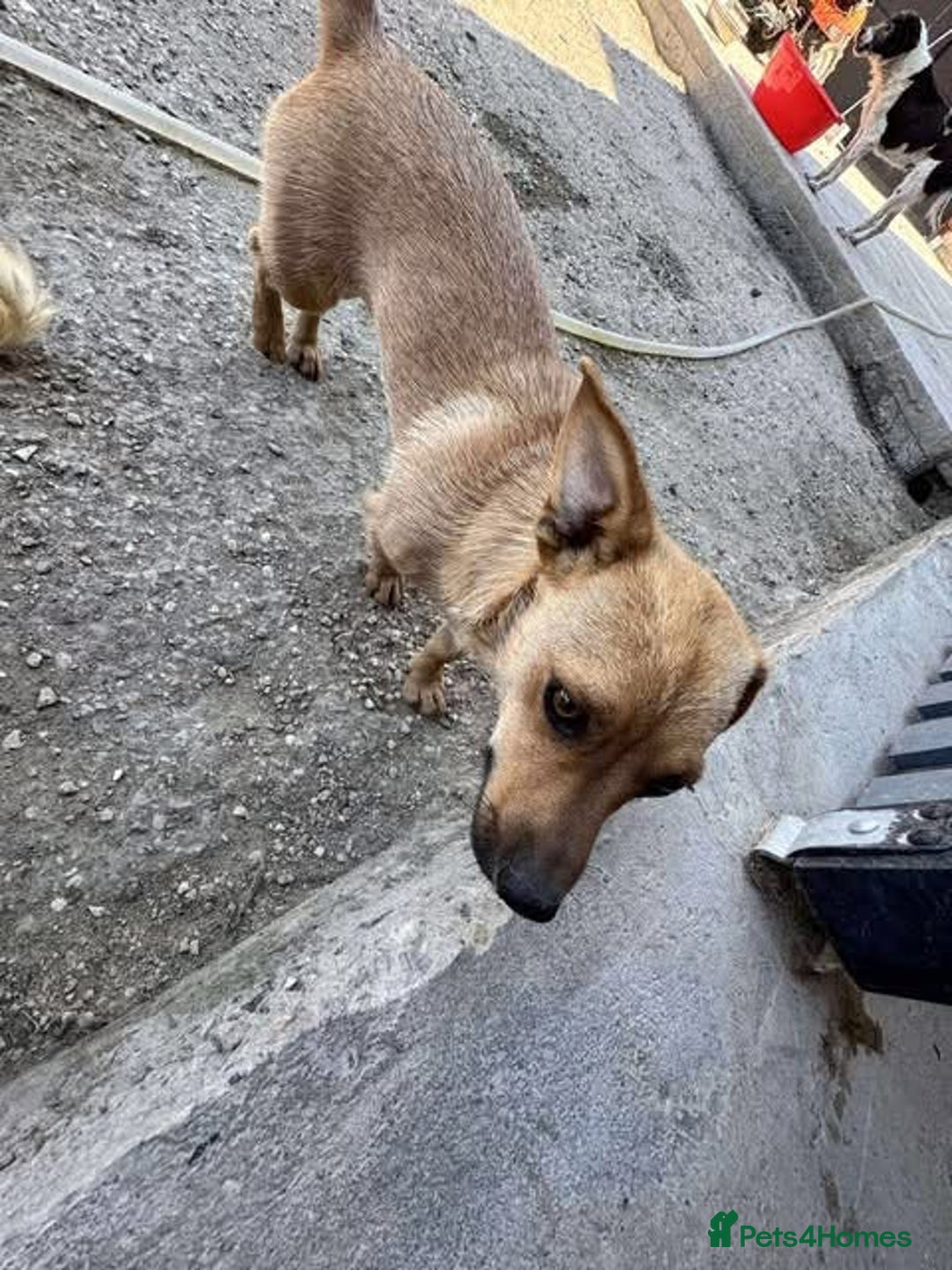 Mixed Breed dogs for adoption: Rescue boy Ethan is looking for his forever home - Advert 20