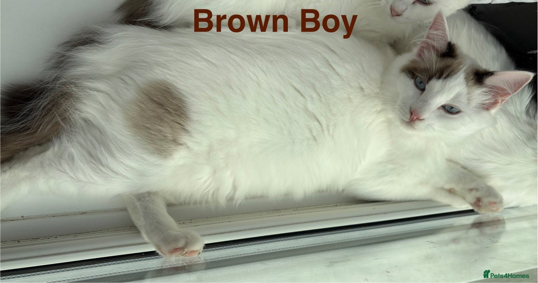 Ragdoll cats for sale: Two Boy pure Ragdoll kittens-Reduced-Vaccinated - Image 5