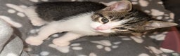 Mixed Breed cats for sale: beautiful kittens  - Advert 1