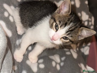 Mixed Breed cats beautiful kittens - Advert 2