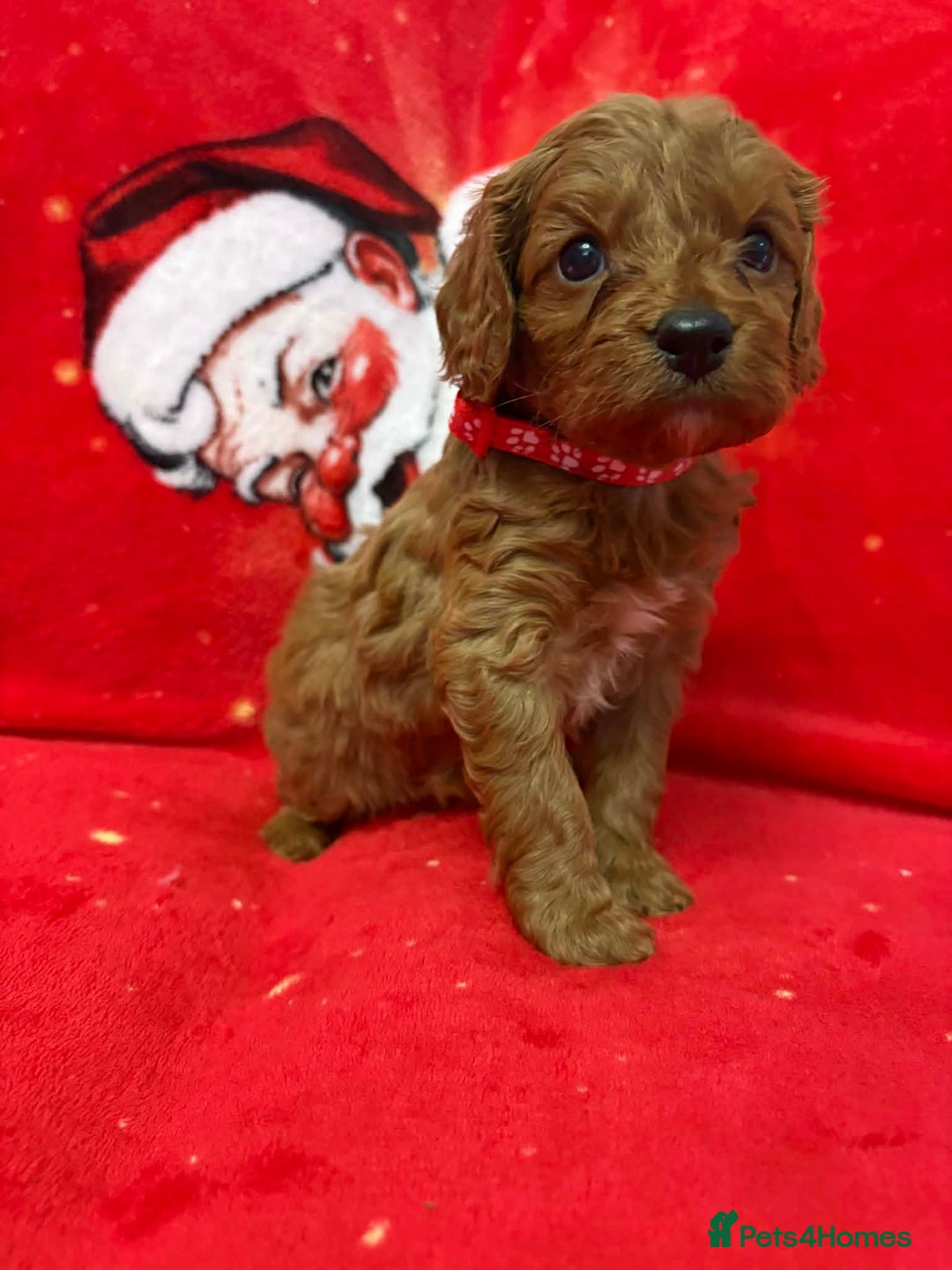 Cavapoo dogs for sale: F1 quality Cavapoos - Advert 7